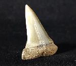 Carcharodon hastalis (AGASSIZ 1838) - Bild © FossNet FossilienStore